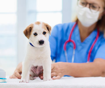Dog puppies at their first health check-up
