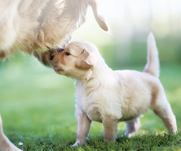 Consistent dog training is particularly important for puppies