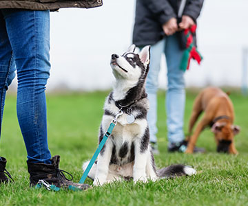 Contact with other dogs of the same age promotes the socialisation of the puppy