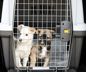 Transport the puppy home safely in a dog transport box, for example